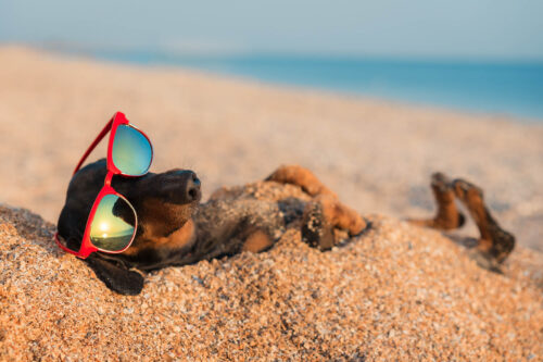 Dog in sunglasses playing in beach sand